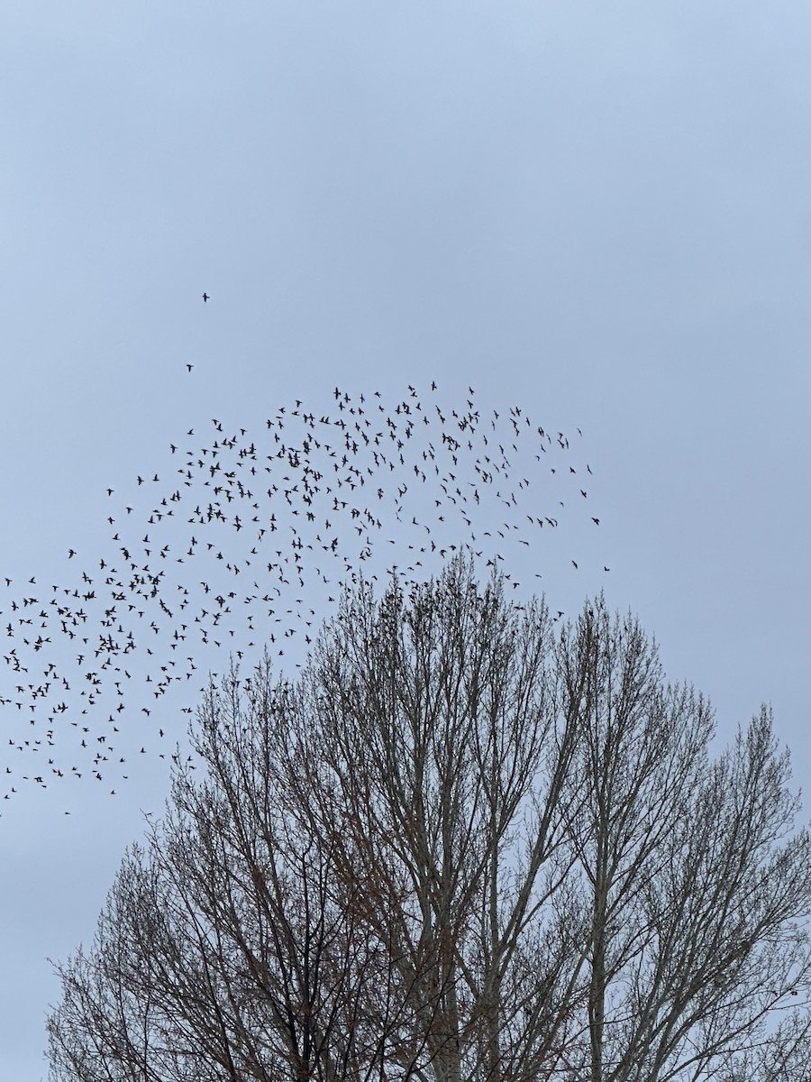 Омелюх звичайний - ML646225418