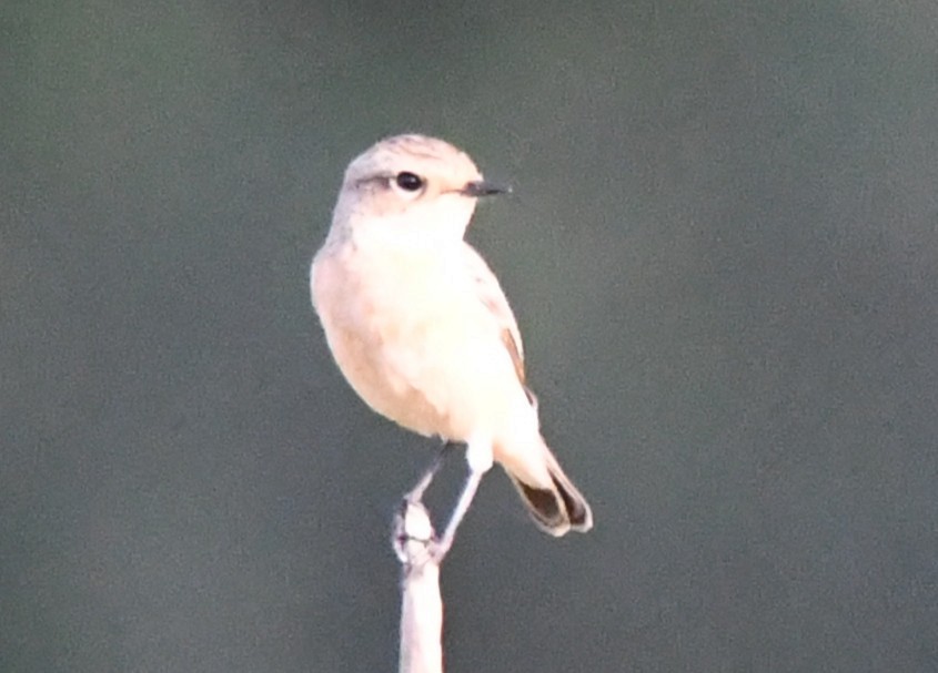 Трав'янка білошия - ML646225421