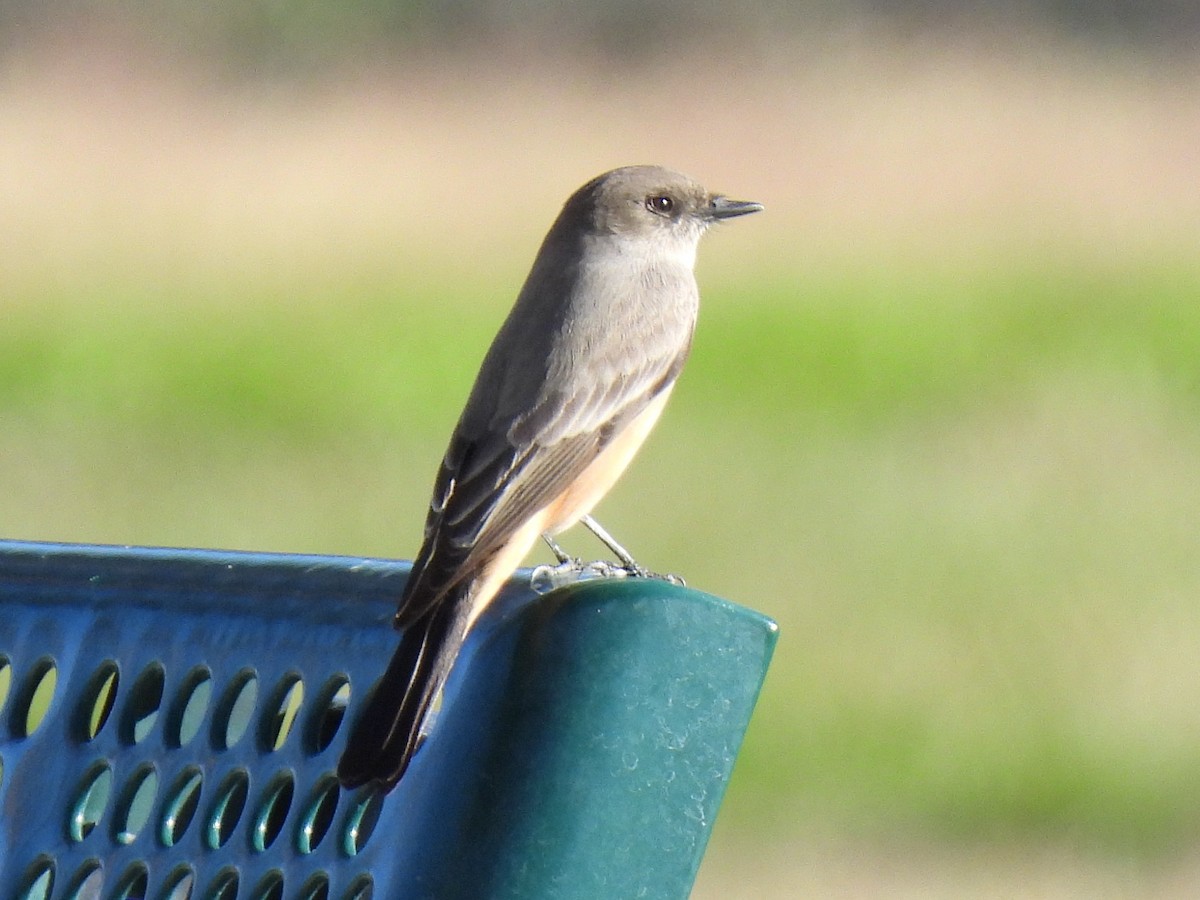 Феб великий - ML646225422