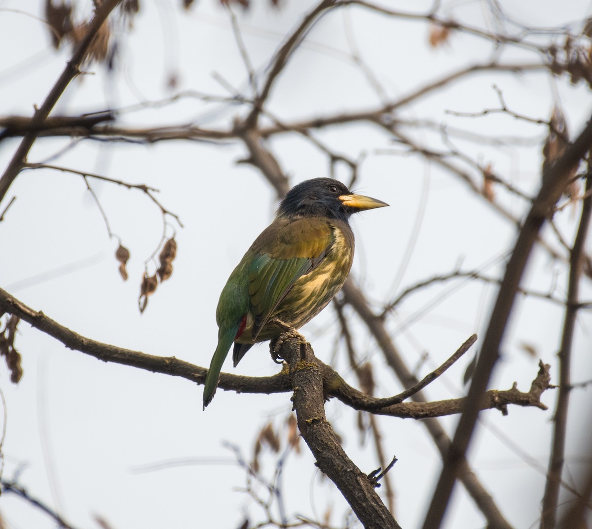 Бородастик великий - ML646225423