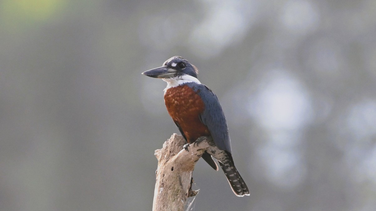 Рибалочка-чубань неотропічний - ML646225424