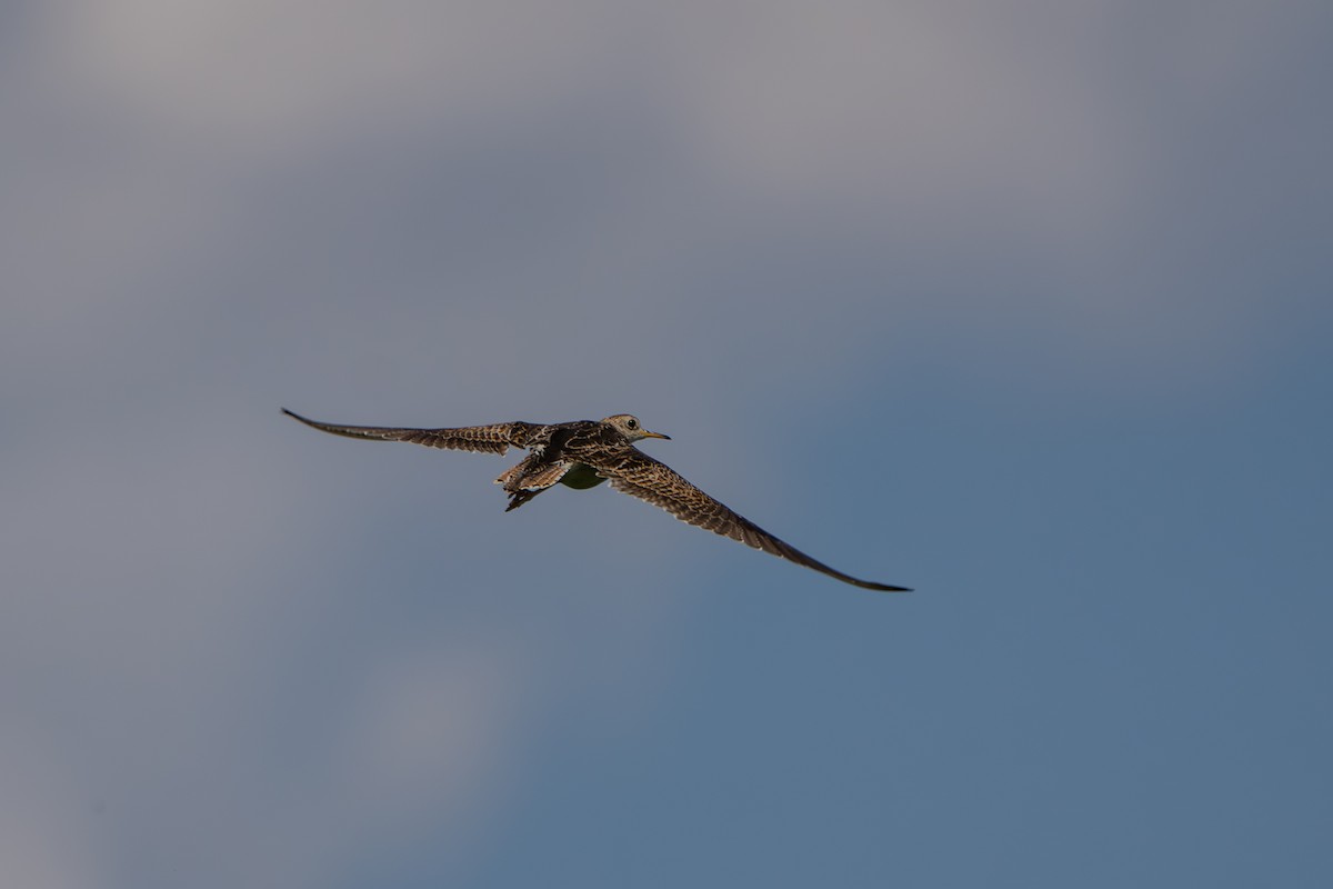 Бартрамія - ML646225426