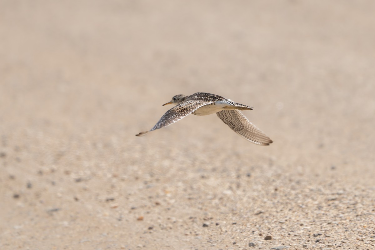 Бартрамія - ML646225427