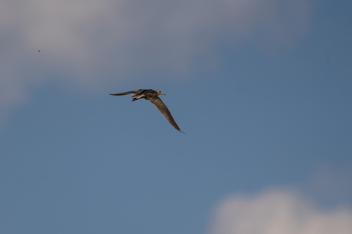 Бартрамія - ML646225428