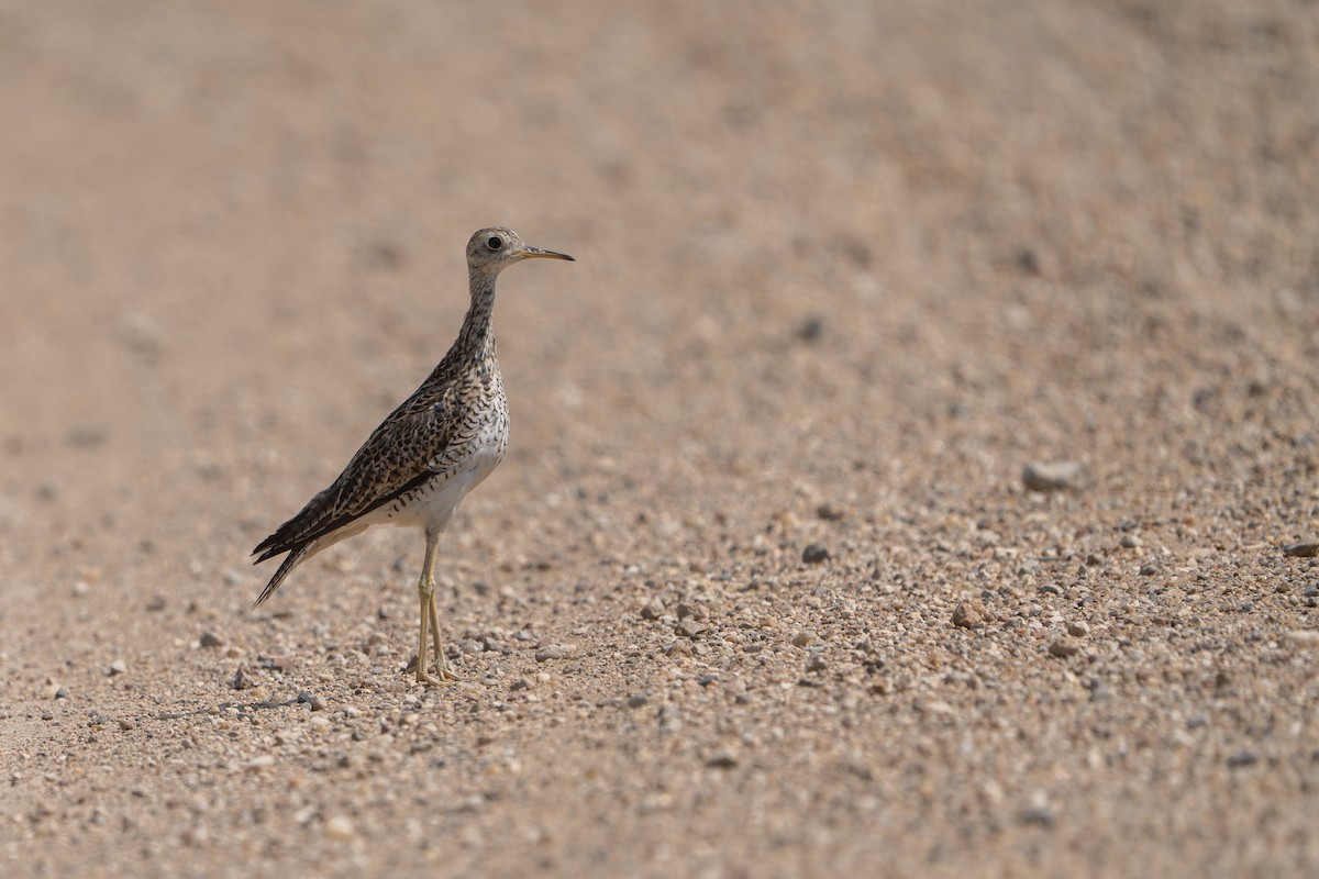 Бартрамія - ML646225430