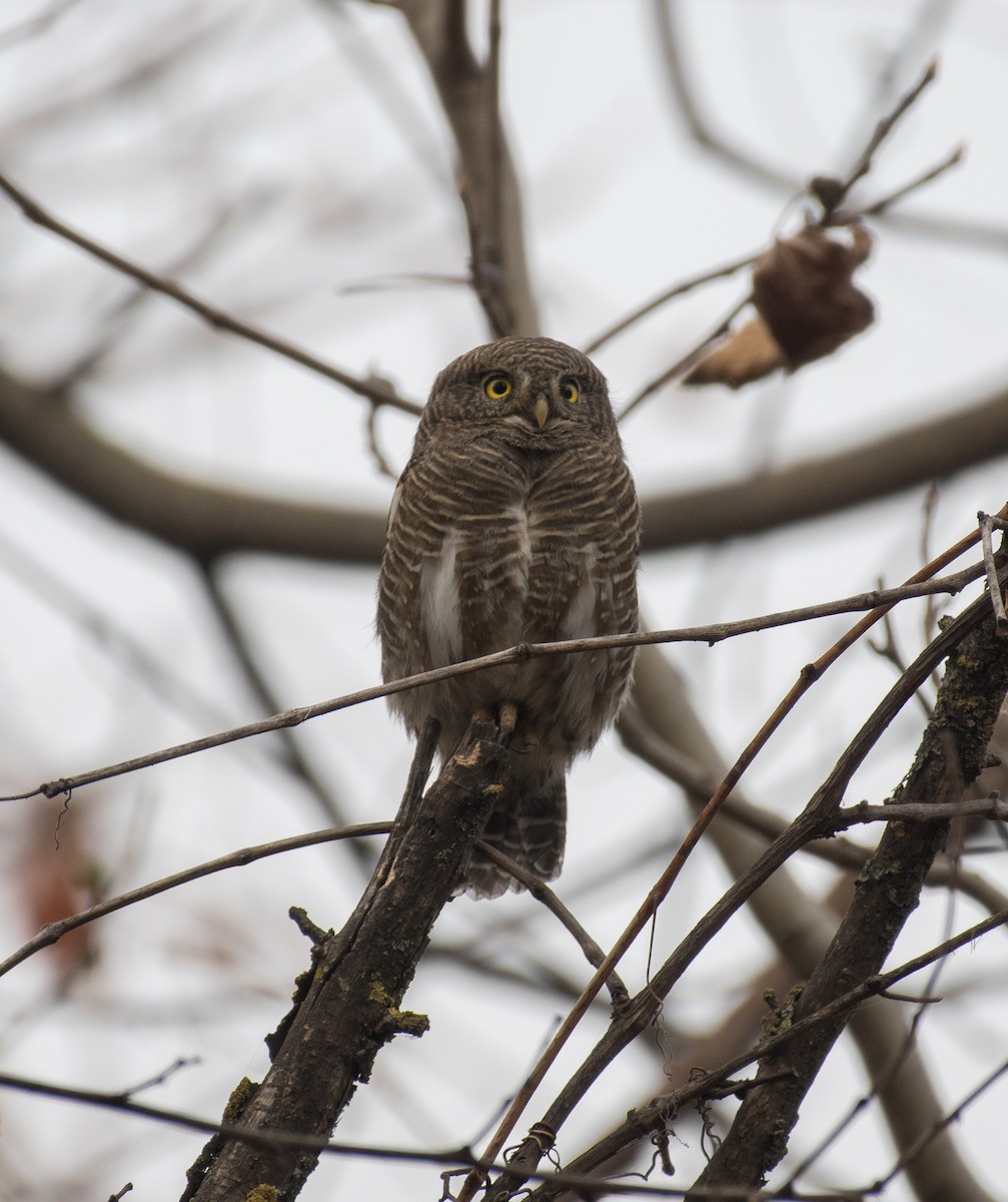 Сичик-горобець азійський - ML646225431