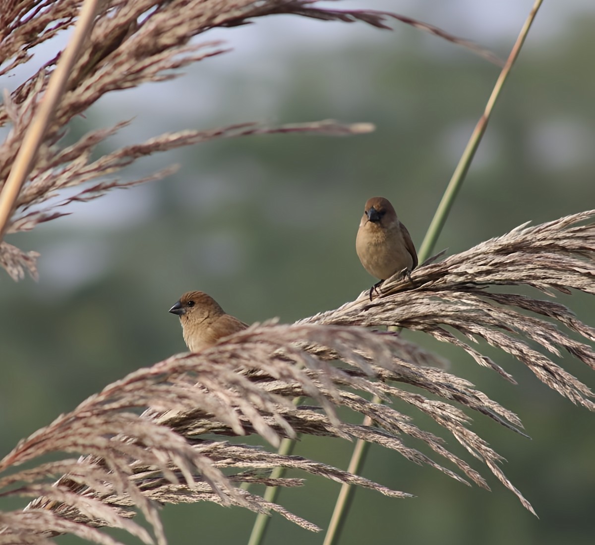 ギンバシ - ML646225433