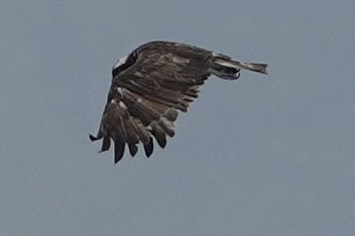 ミサゴ - ML646225434