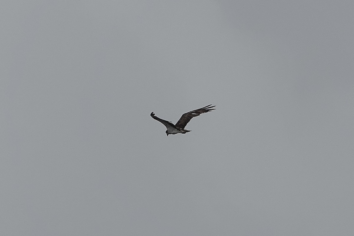 ミサゴ - ML646225436