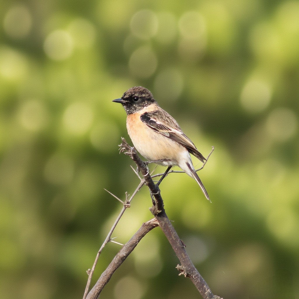 シベリアノビタキ - ML646225439