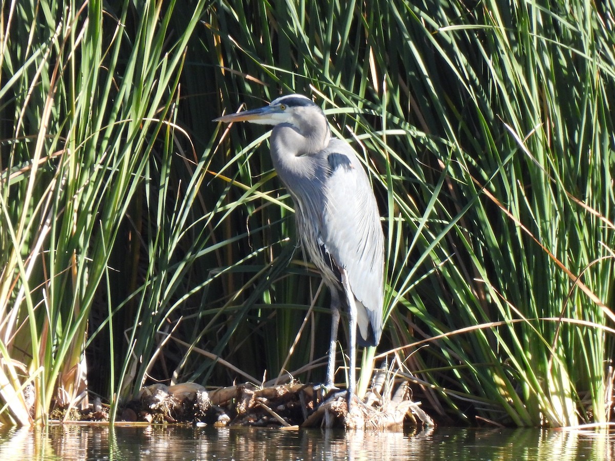 オオアオサギ - ML646225443