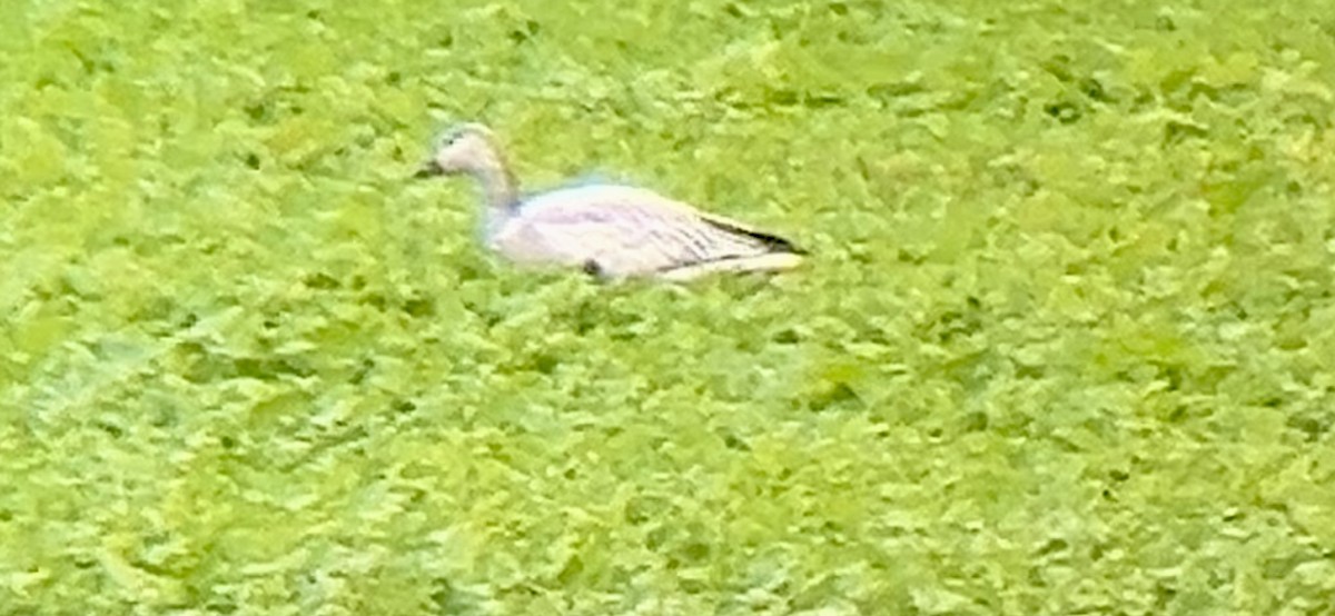 ハクガン - ML646225445