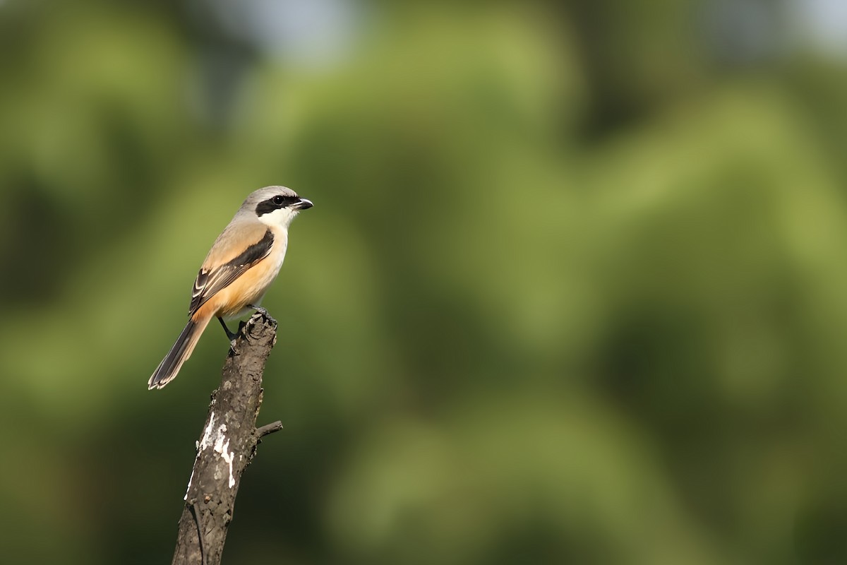 タカサゴモズ - ML646225446