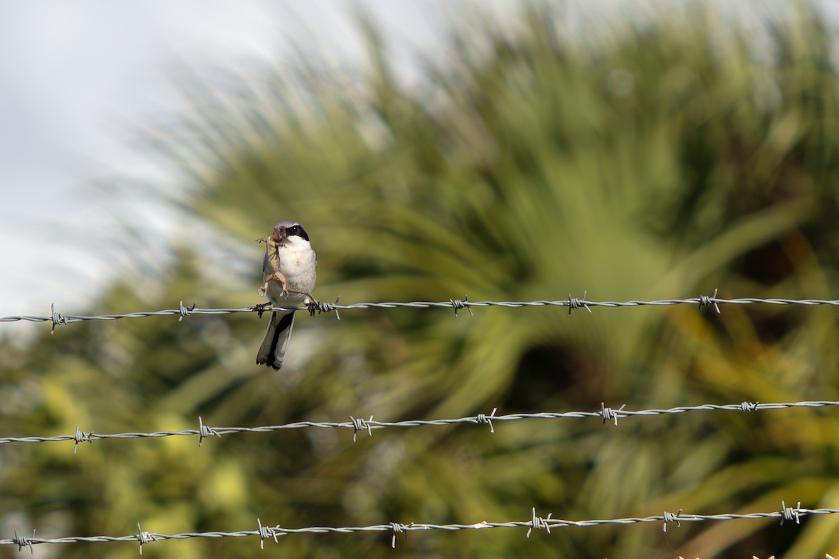 アメリカオオモズ - ML646225447