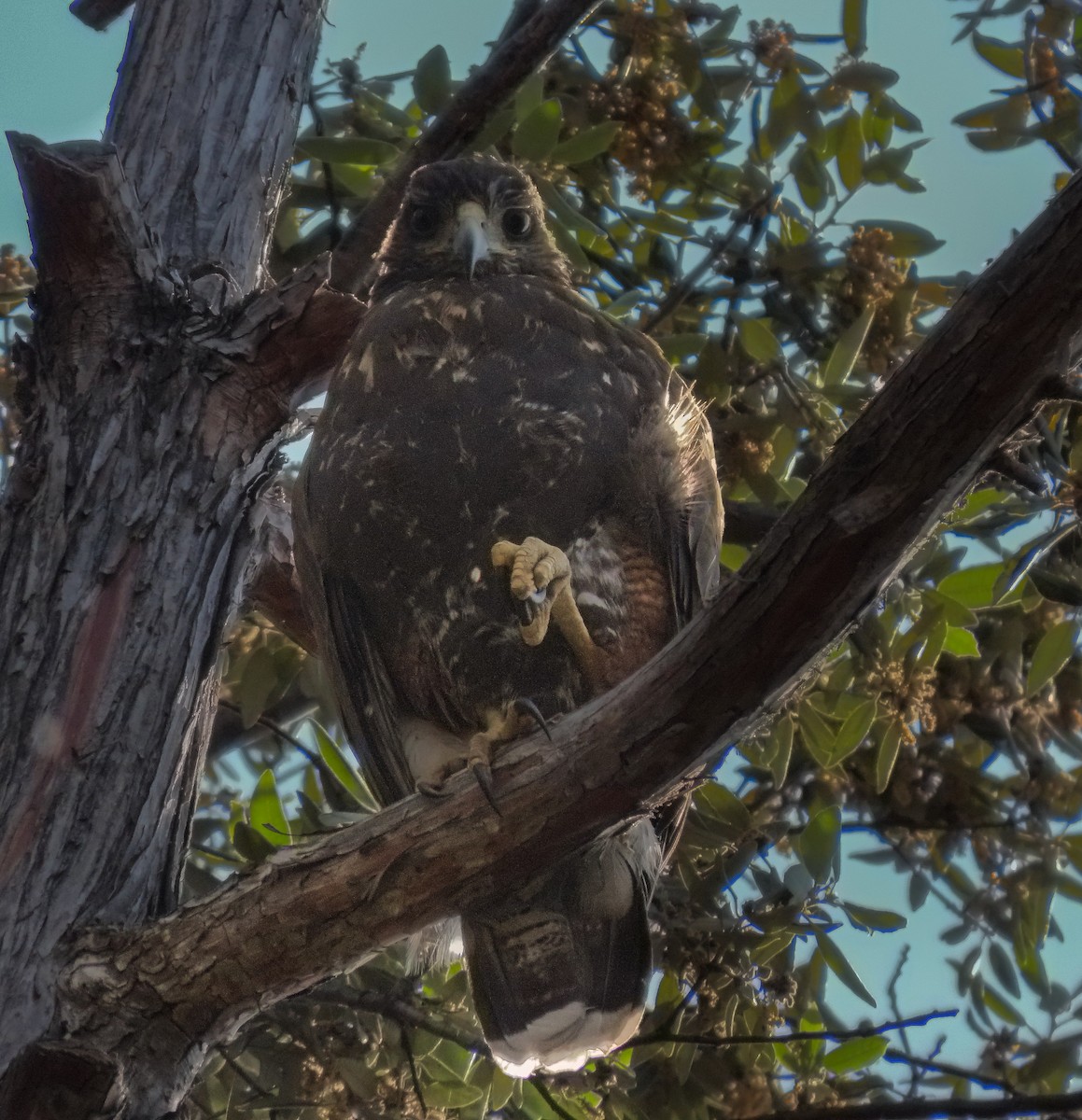 モモアカノスリ - ML646225448