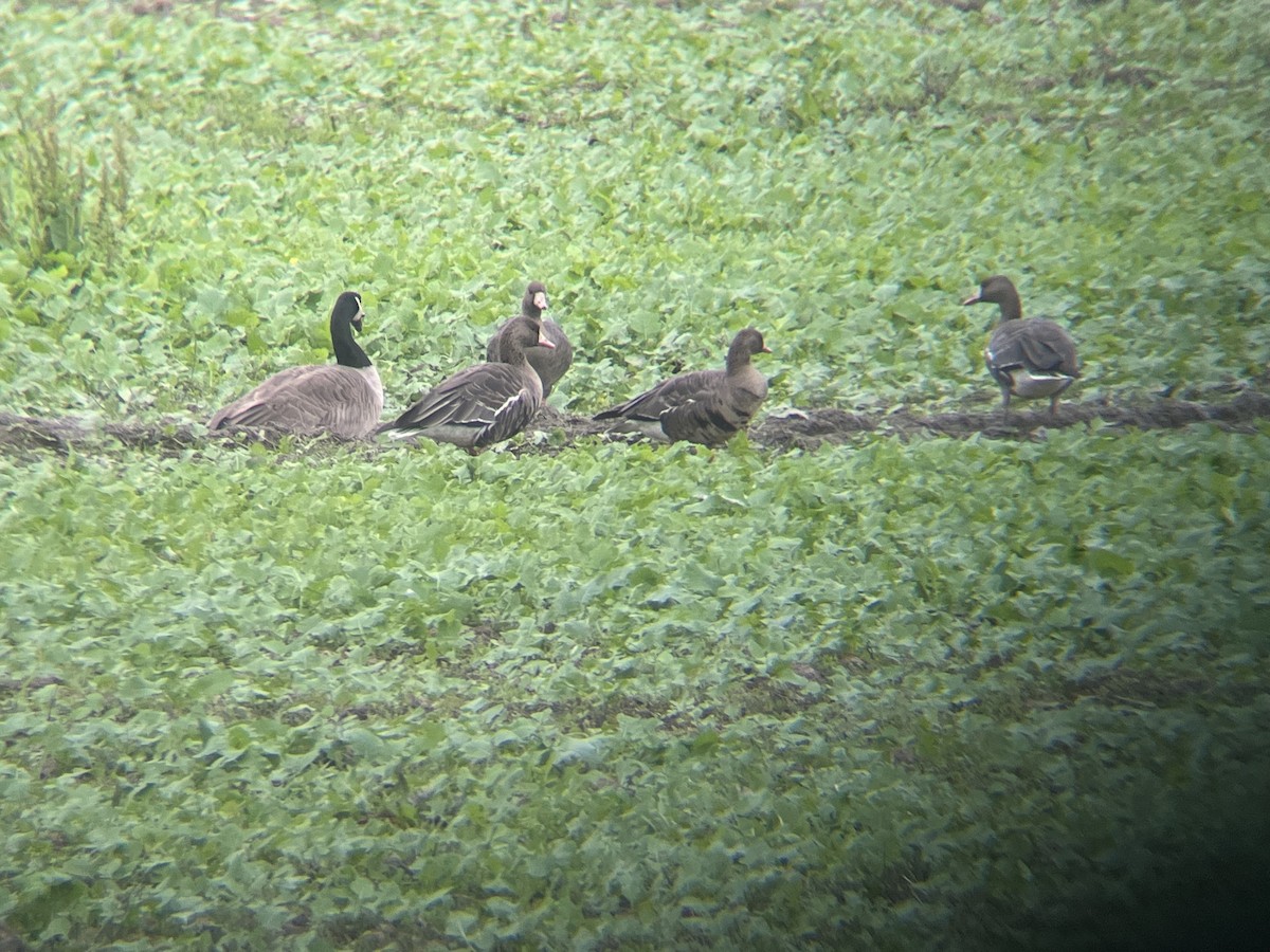 マガン - ML646225450