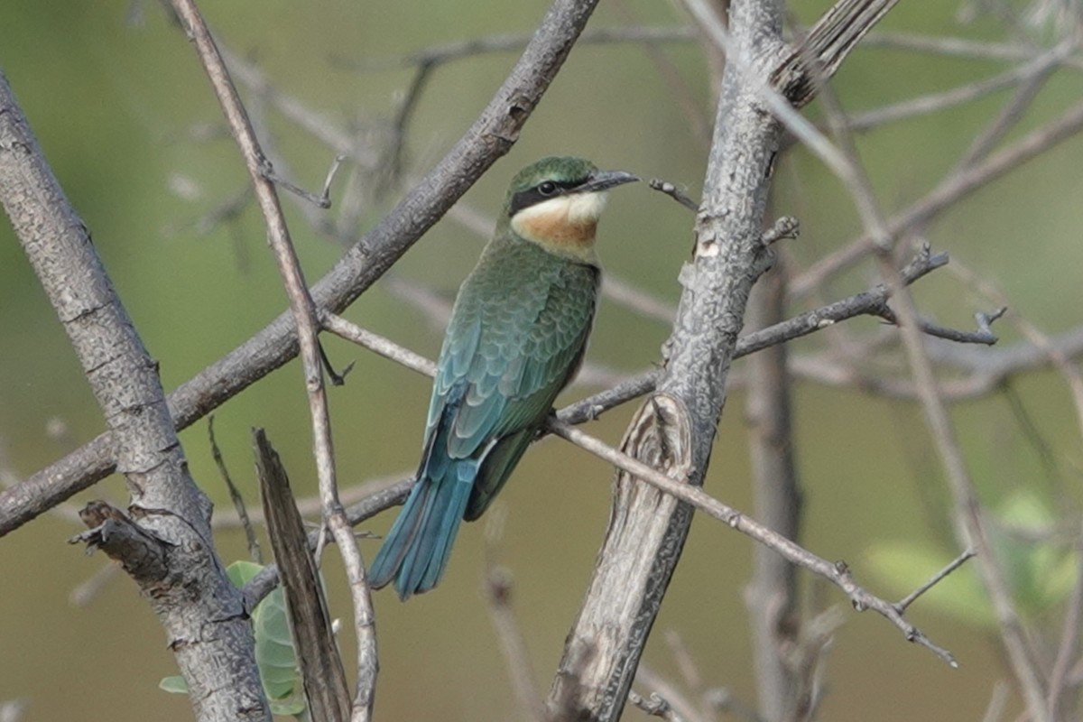 ハリオハチクイ - ML646225452