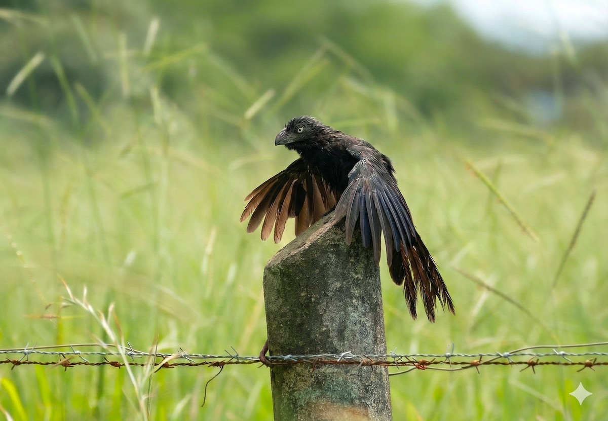 ミゾハシカッコウ - ML646225453