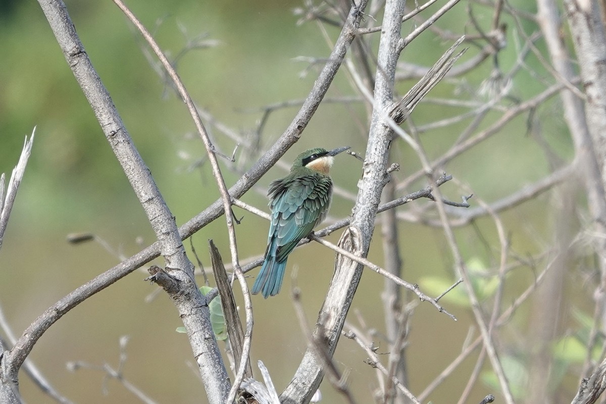 ハリオハチクイ - ML646225454