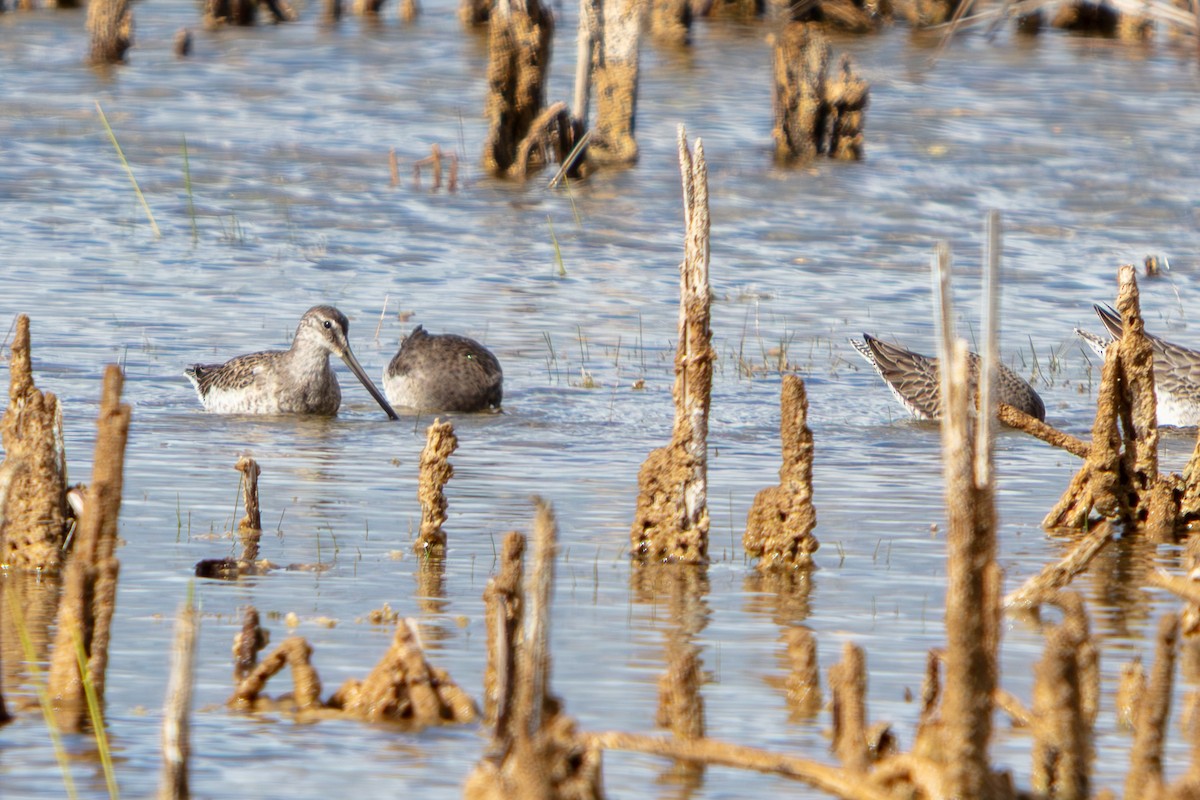 オオハシシギ - ML646225455