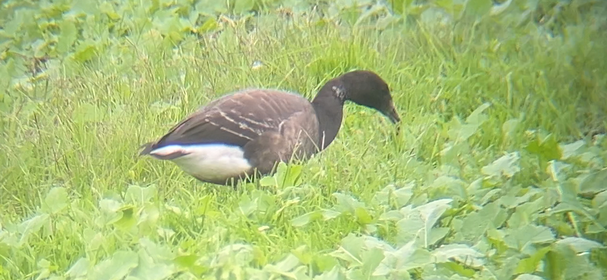 Brant - ML646225457