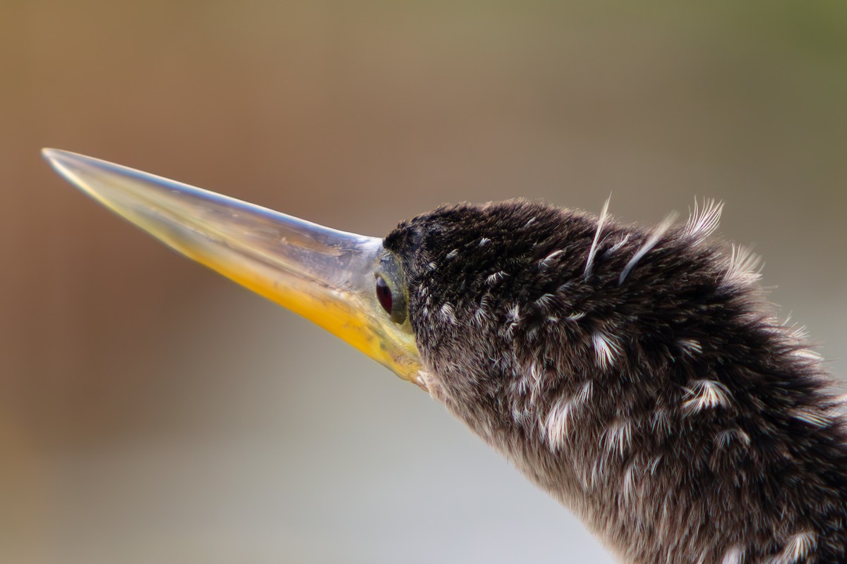 アメリカヘビウ - ML646225459