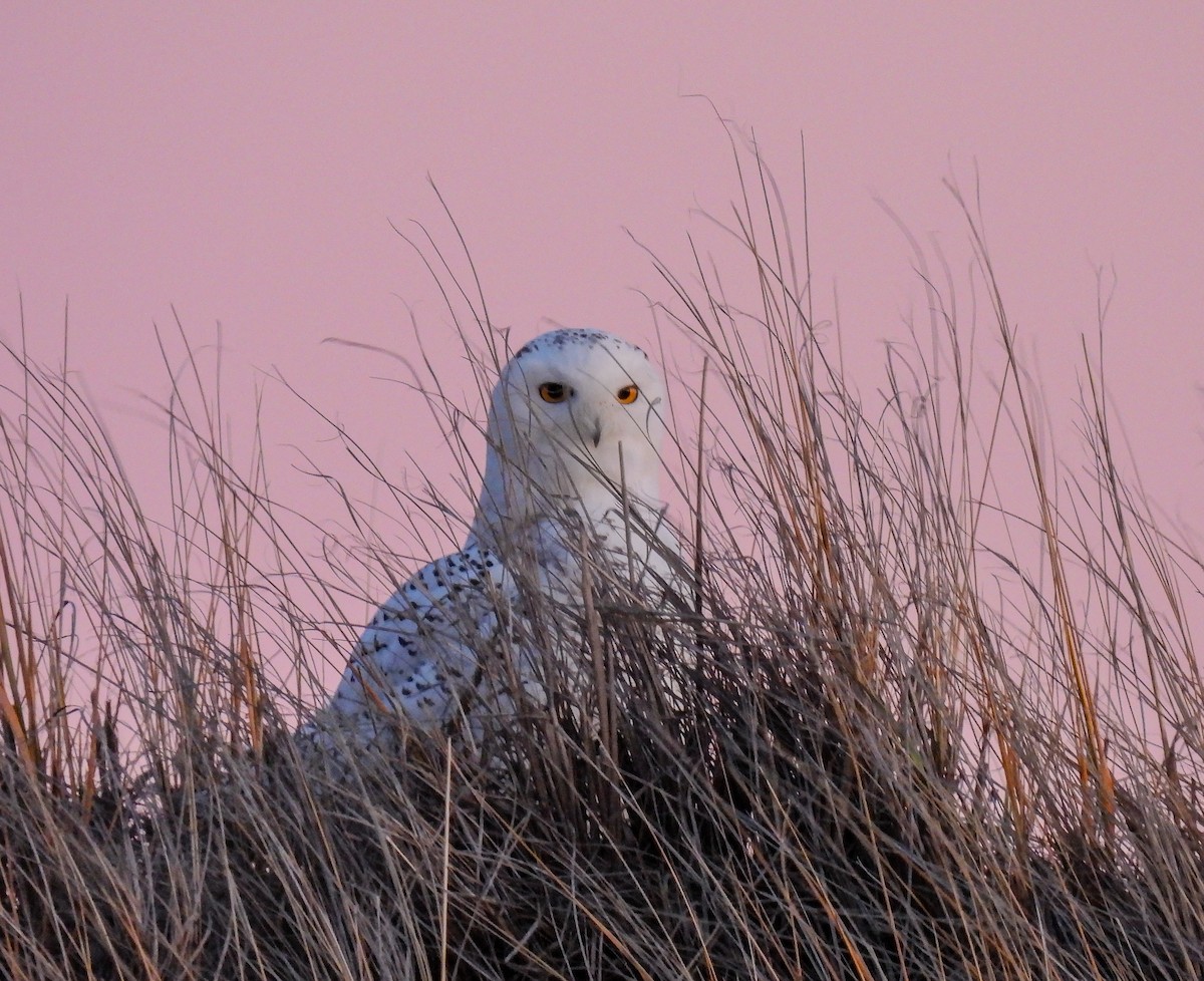 シロフクロウ - ML646225460