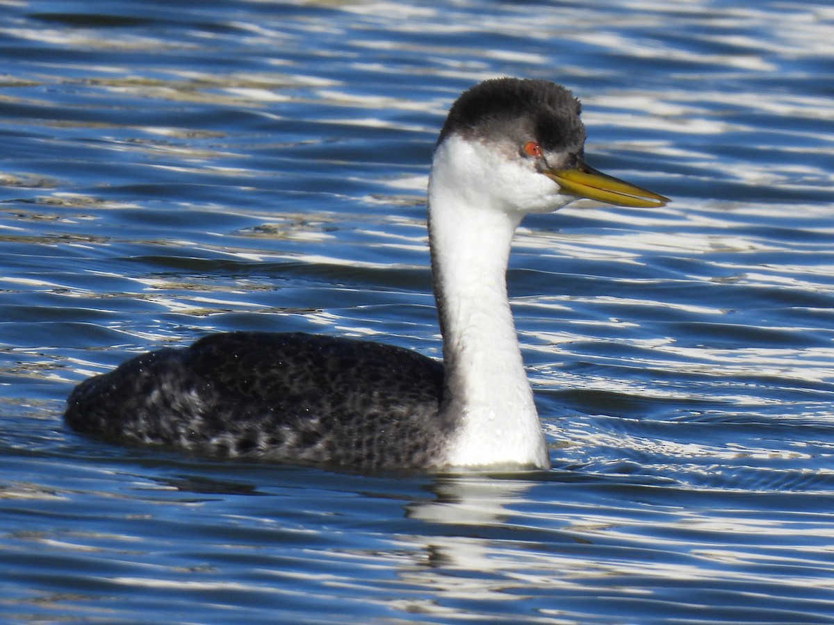 クビナガカイツブリ - ML646225461