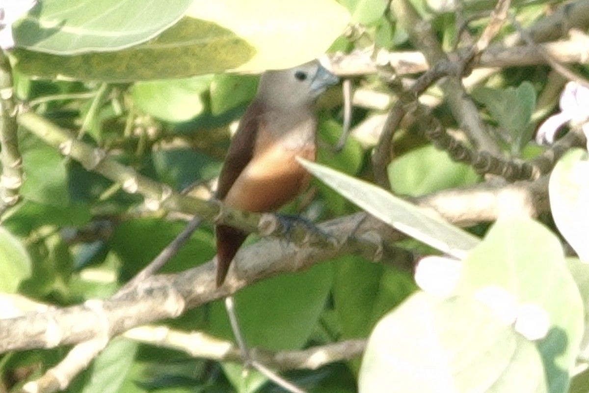 Pale-headed Munia - ML646225462