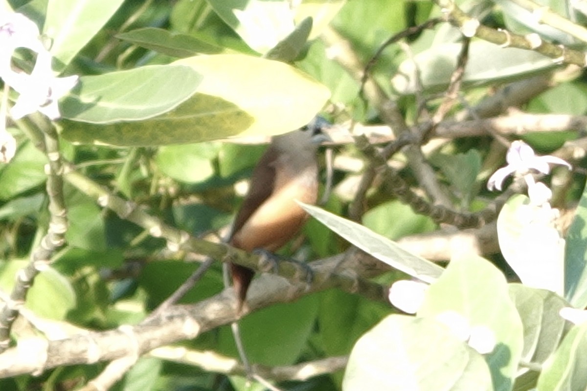 Pale-headed Munia - ML646225463