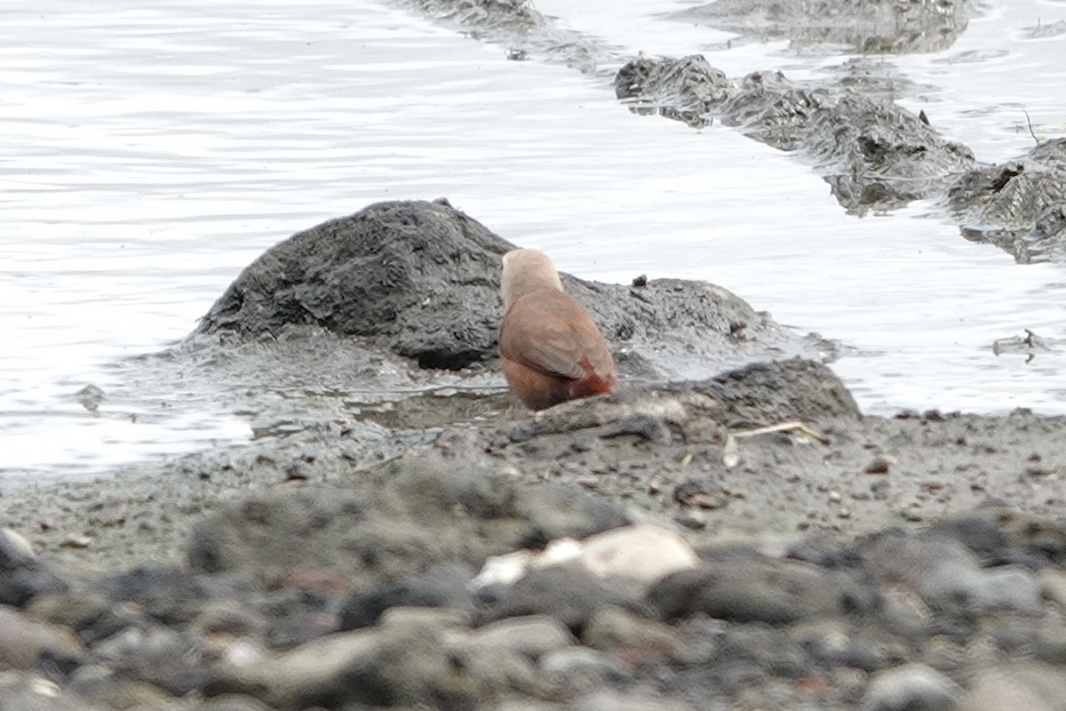 Pale-headed Munia - ML646225465