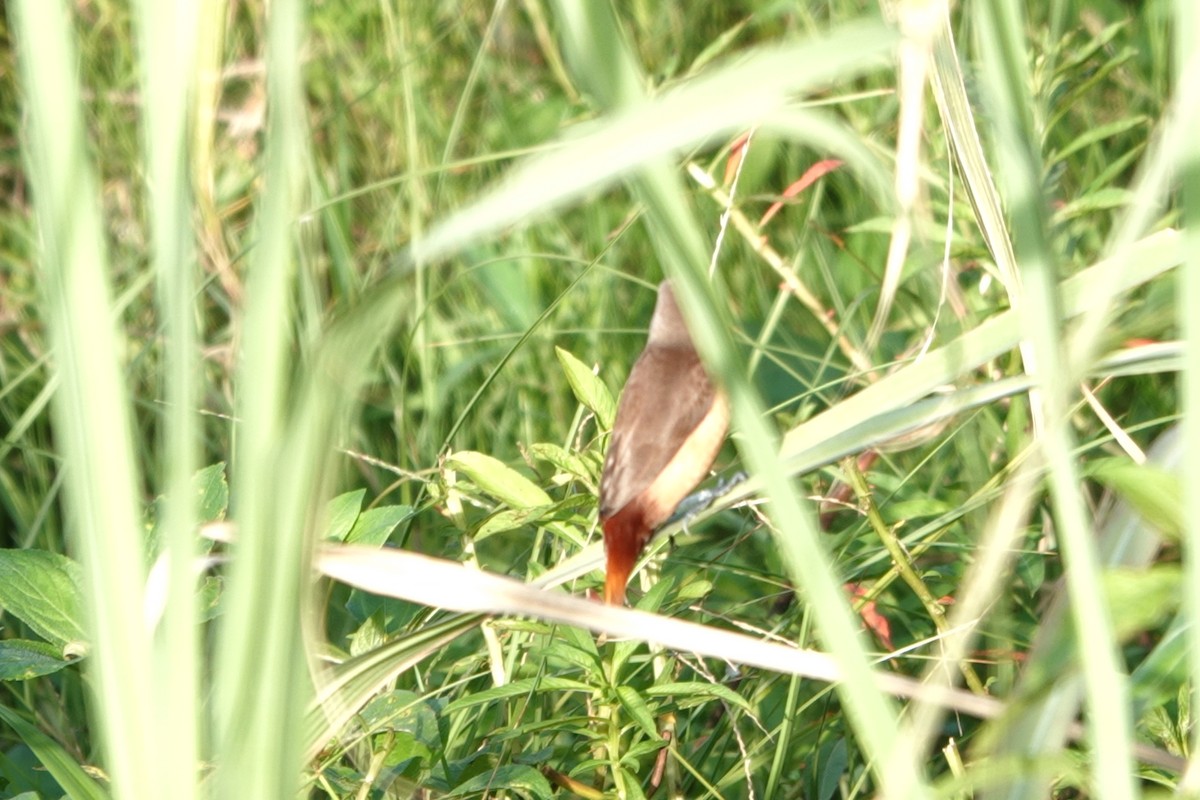 Pale-headed Munia - ML646225467