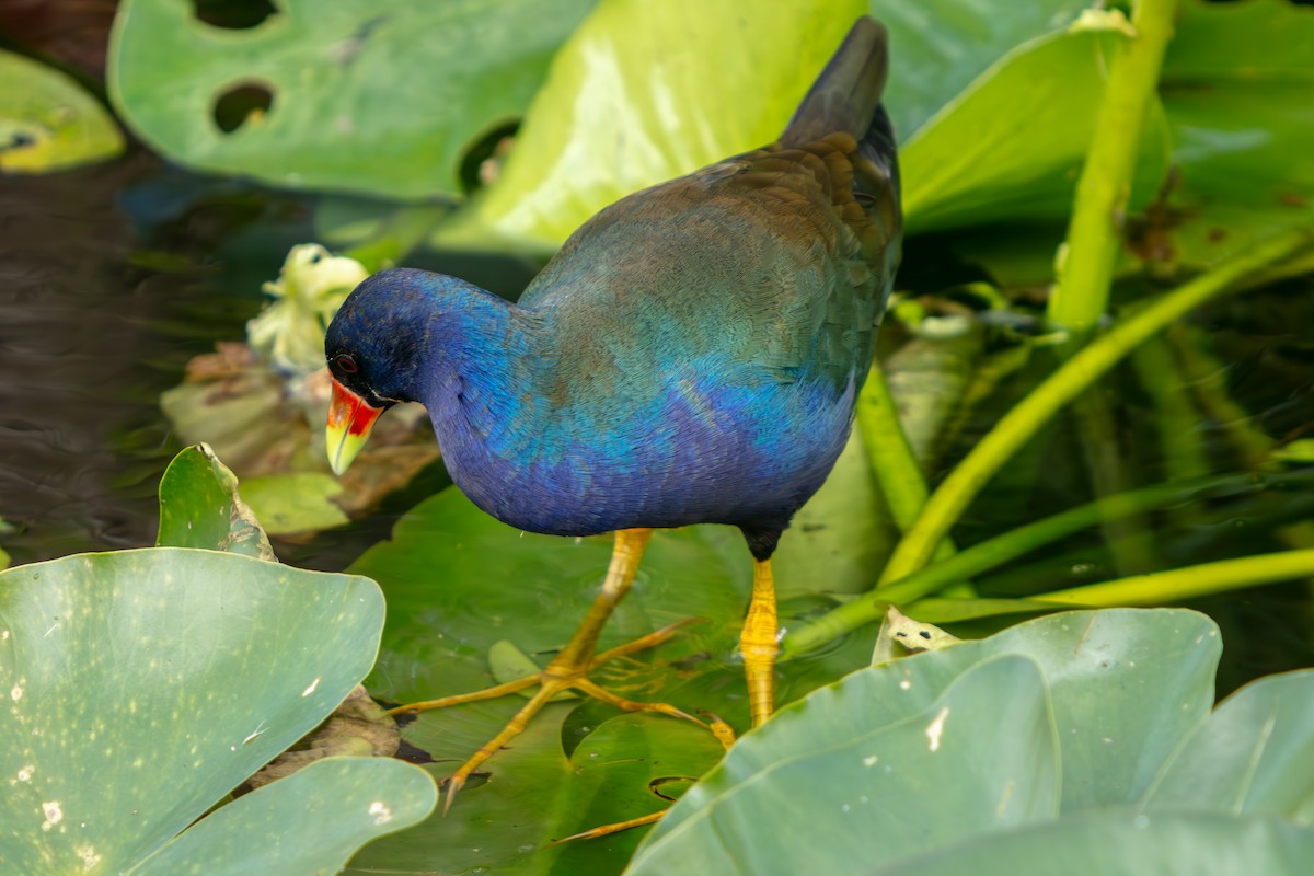 アメリカムラサキバン - ML646225470