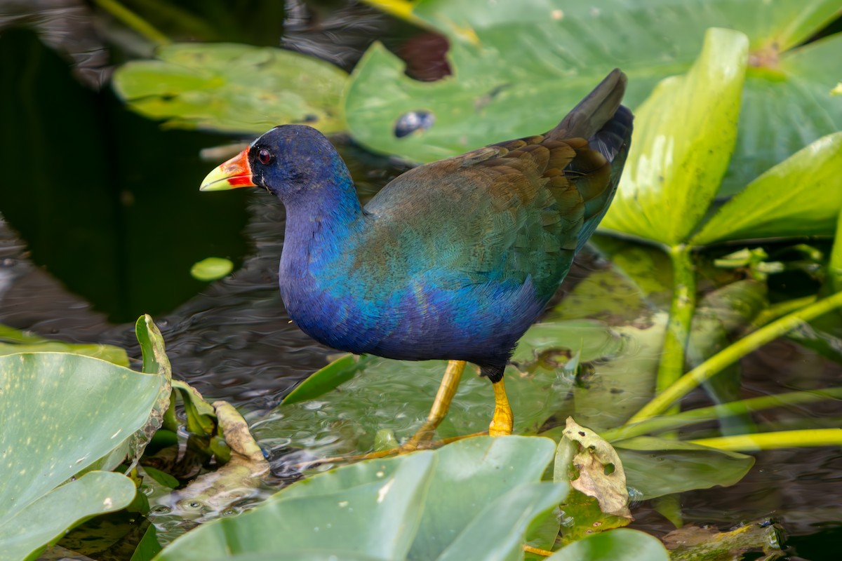 アメリカムラサキバン - ML646225471