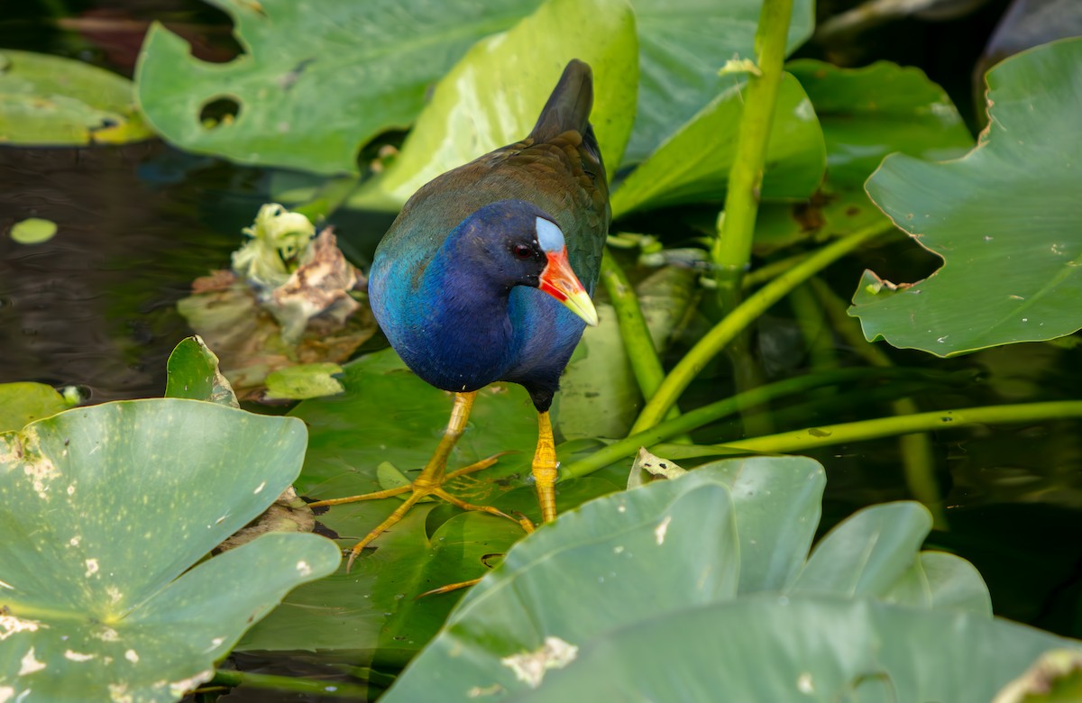 アメリカムラサキバン - ML646225472