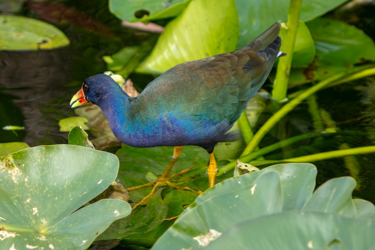 アメリカムラサキバン - ML646225474