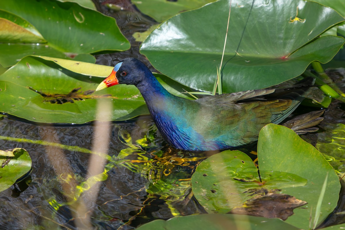 アメリカムラサキバン - ML646225475