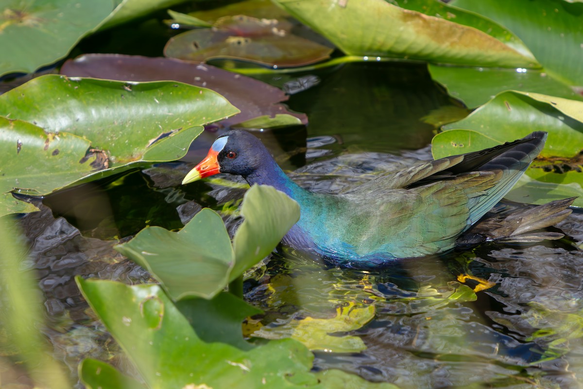 アメリカムラサキバン - ML646225476