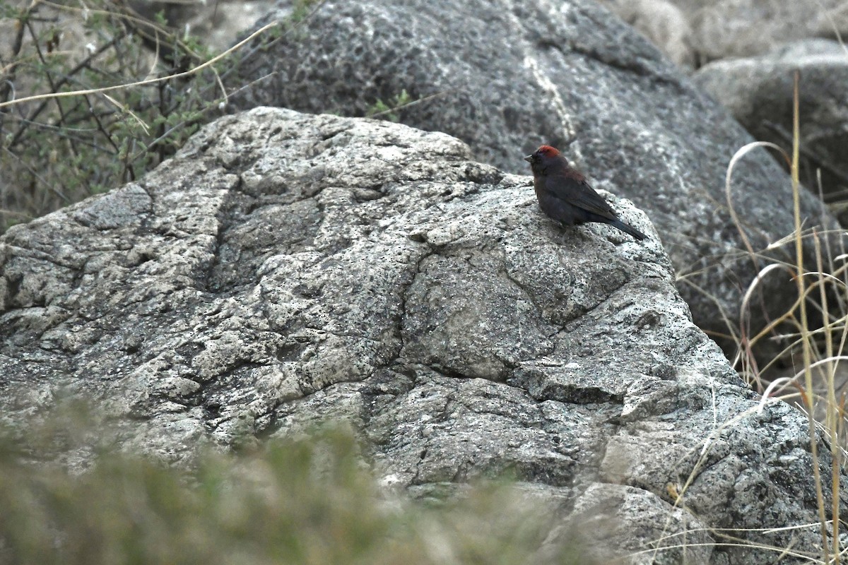 Varied Bunting - ML646225477