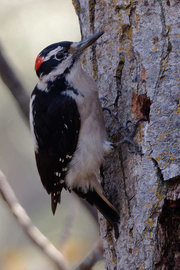 Hairy Woodpecker - ML646225478