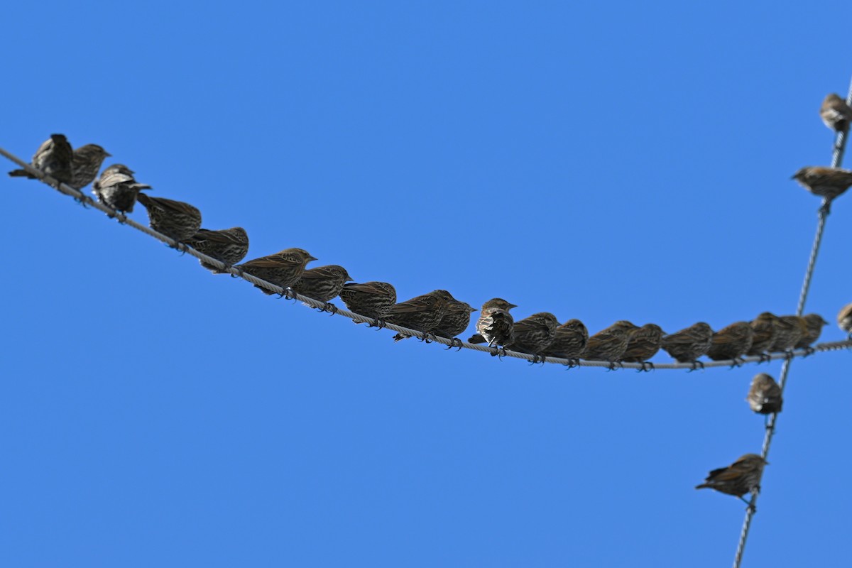 Icteridae sp. - ML646225479