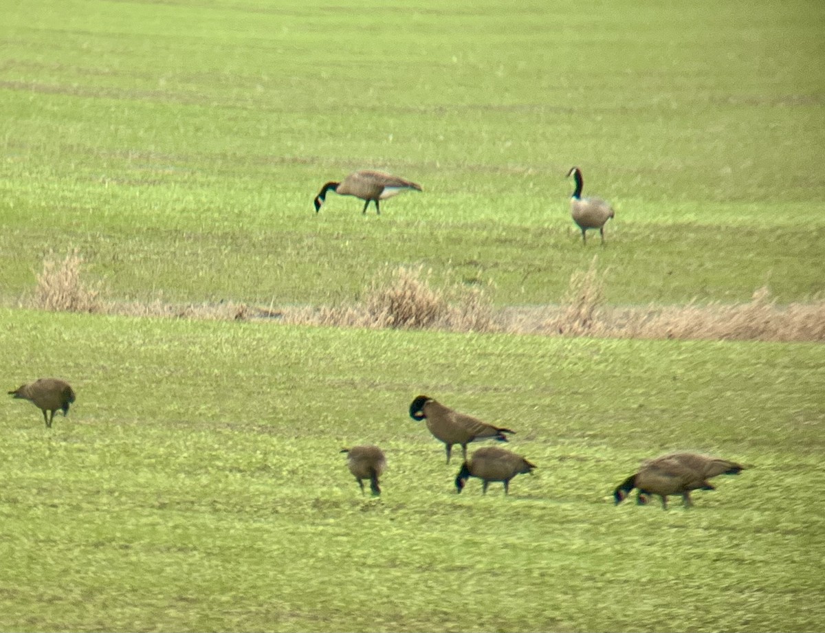 Cackling Goose - ML646225484