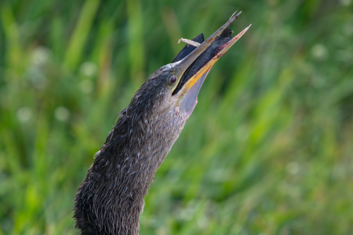 Anhinga - ML646225491