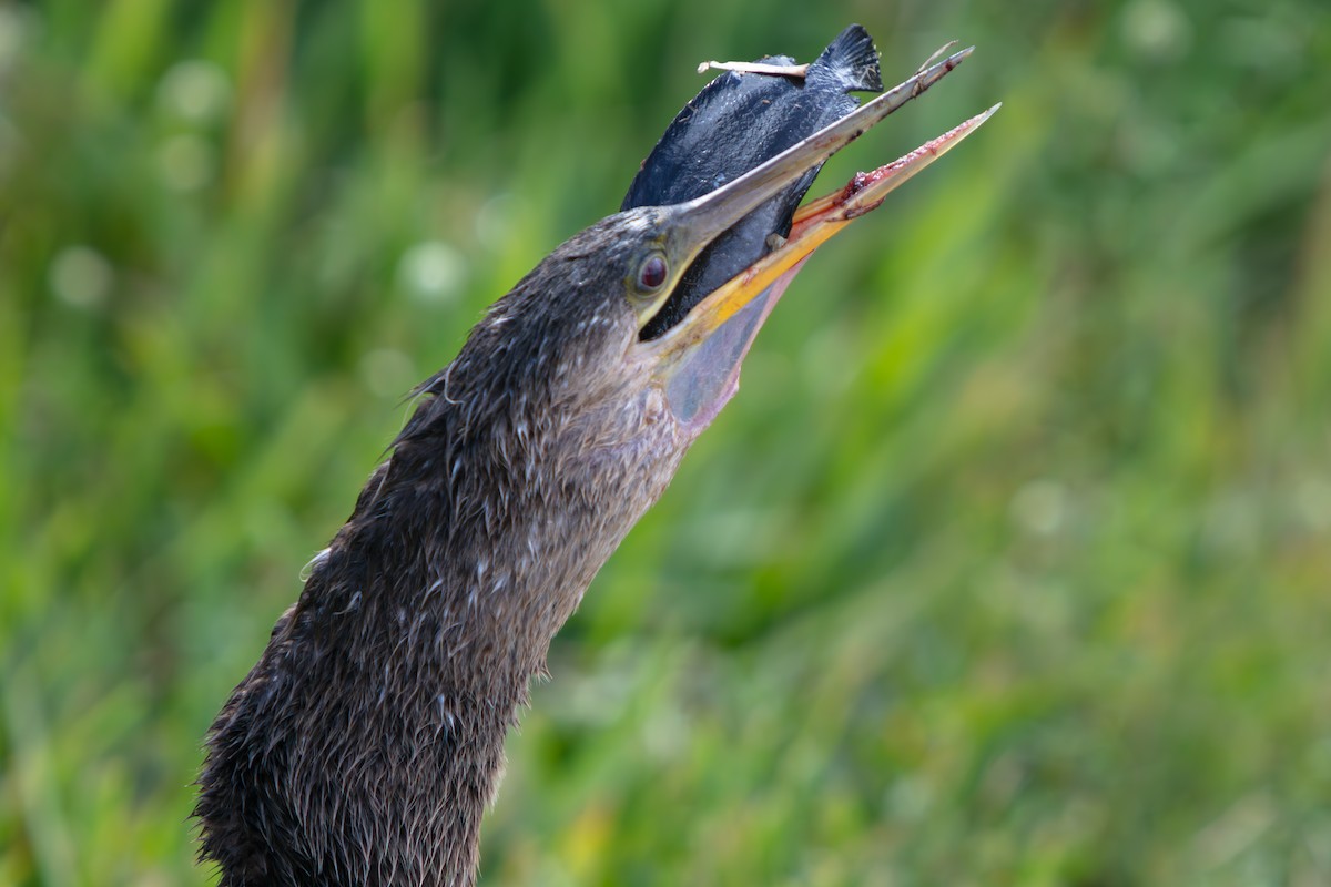 Anhinga - ML646225492