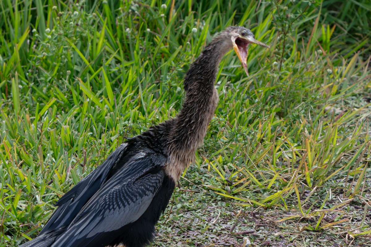 Anhinga - ML646225493