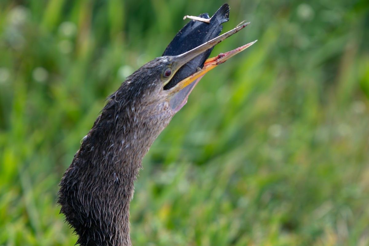 Anhinga - ML646225494