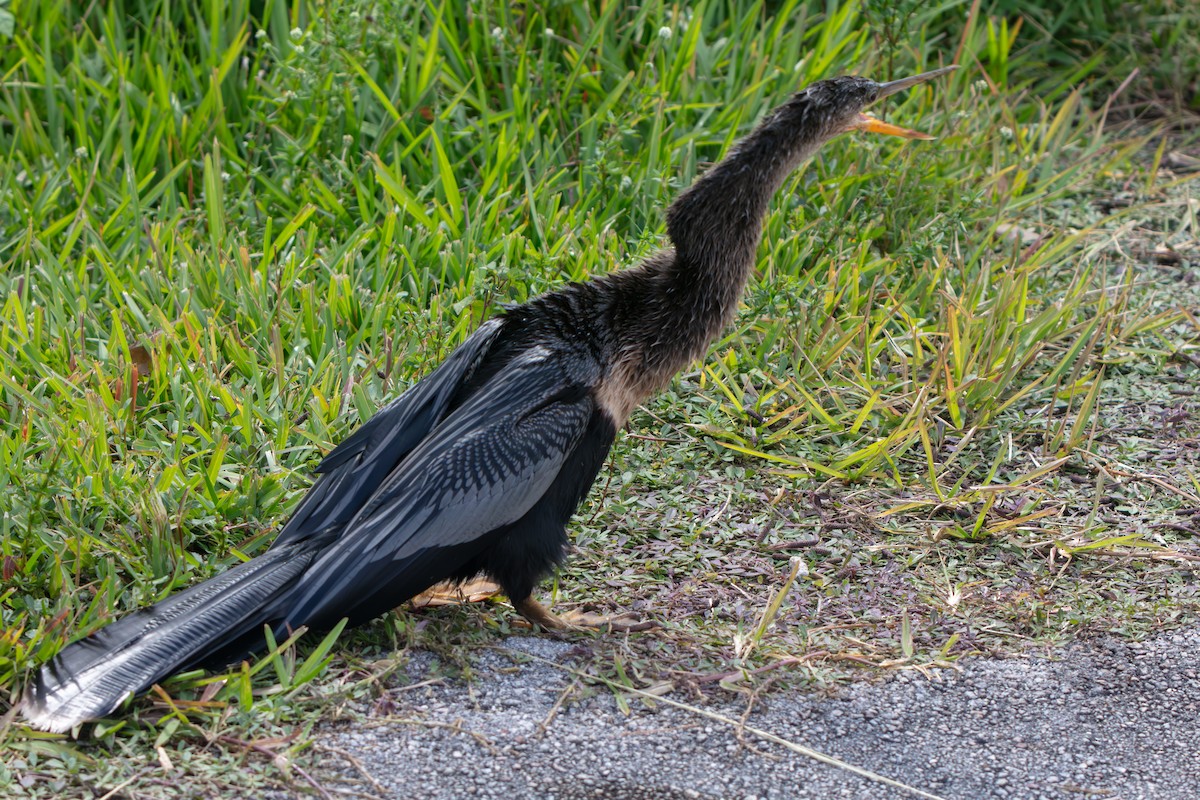 Anhinga - ML646225495