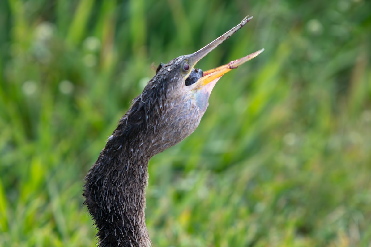 Anhinga - ML646225496