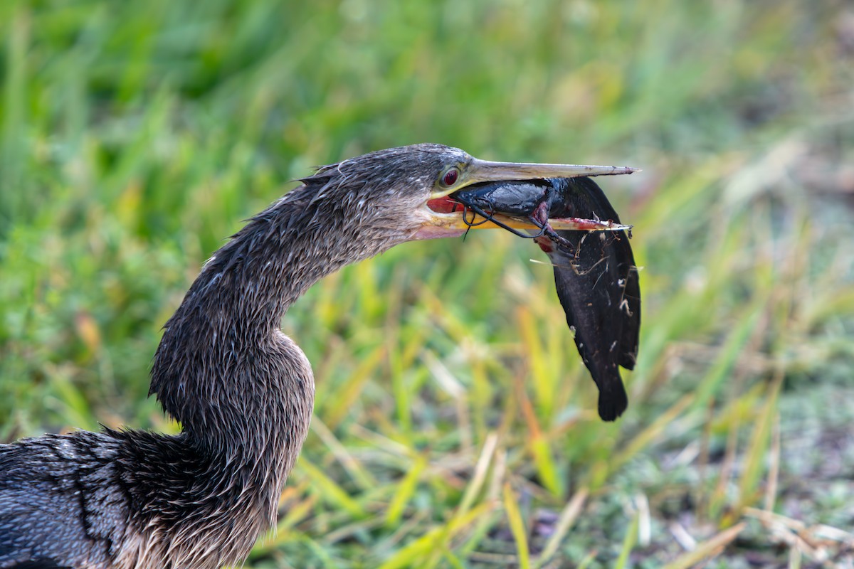 Anhinga - ML646225497
