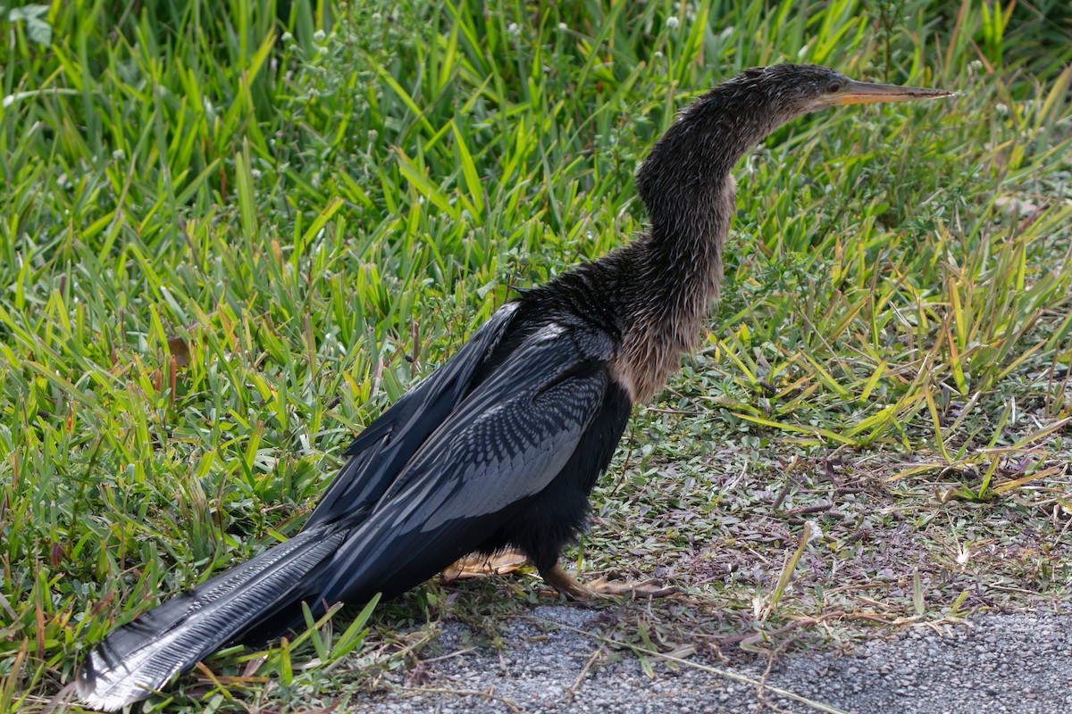 Anhinga - ML646225498